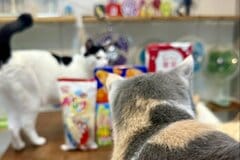 「大量に買ったアイス」を自宅で撮影　なぜか「猫だらけになった光景」に思わず笑ってしまう