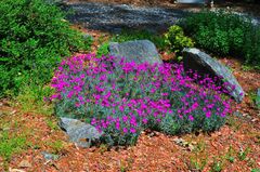 【お金をかけない庭づくり】たった1苗でも一年中おしゃれ！《花期が長い常緑多年草》厳選3種