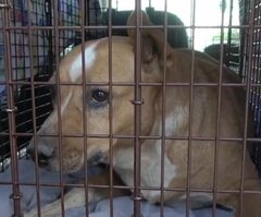 飼い主を亡くし庭に1年放置された犬　救出後、人との信頼関係を取り戻していく姿に胸打たれる