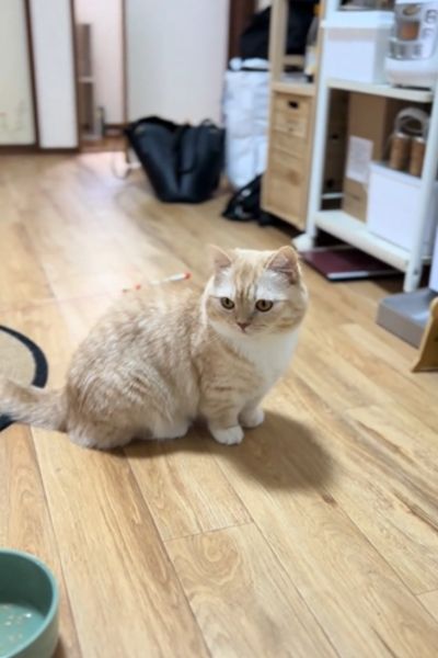じっと待つ猫