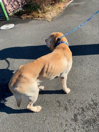 痩せた状態で保護されたリオくん