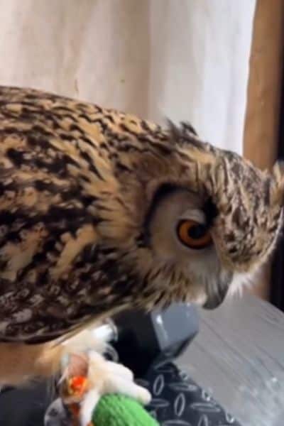 下を向くフクロウ