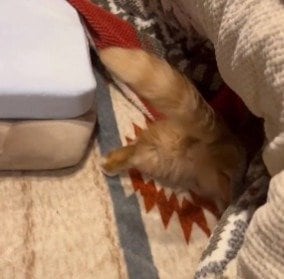 最後にはお尻、尻尾まで吸い込まれてしまう