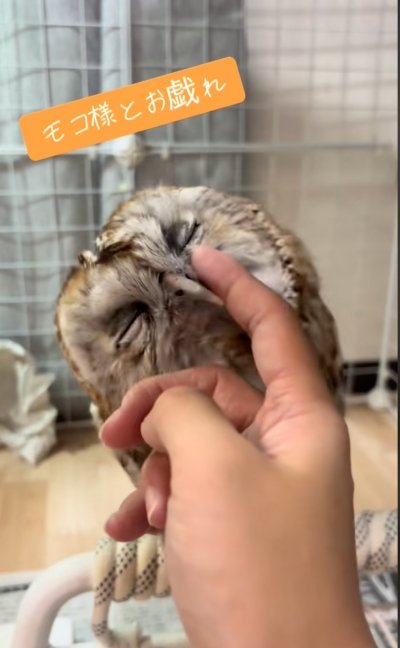 投稿動画のワンシーン