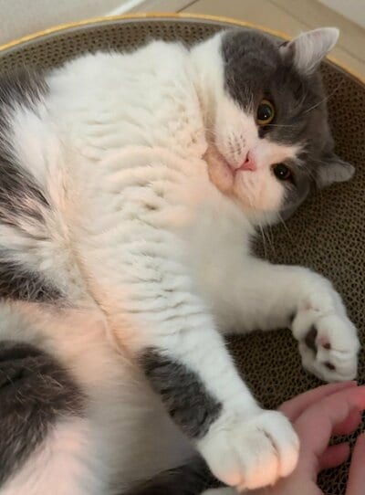 前足で飼い主さんの手をブロック