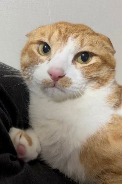 抱っこされて耳が見えなくなったきなこちゃん