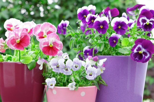 【ガーデニング代節約】冬～春ずっと飾れる寄せ植えでベランダが映える「寒さに強い植物」7選