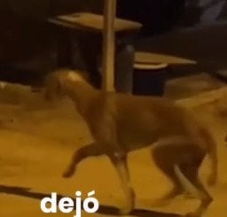 ゴミの中に置き去りにされた「足に大火傷を負った犬」を保護→数か月にわたる治療の結果、無事に回復した様子に反響