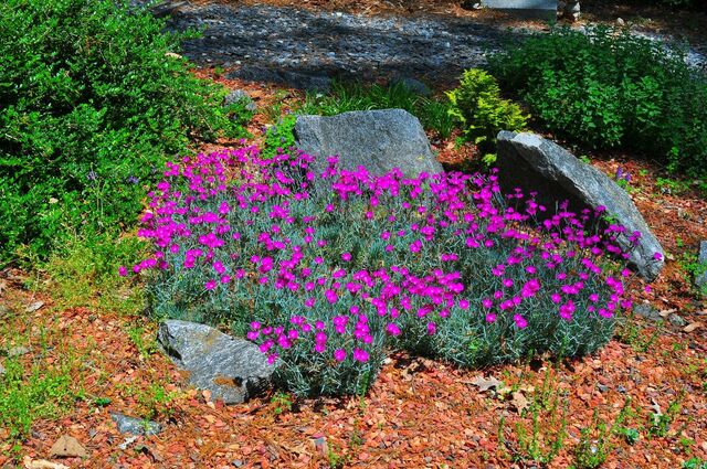 【お金をかけない庭づくり】たった1苗でも一年中おしゃれ！《花期が長い常緑多年草》厳選3種