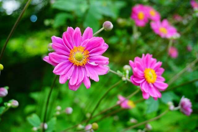 植えっぱなしで毎年秋に花が咲く！もうすぐ植えどき「秋植え多年草・球根植物」6選＆管理のコツ