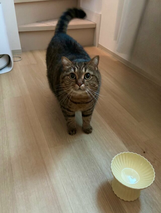 【なぜ？】おにぎりを食べる飼い主に猫が“まさかの反応”　意外な光景に笑ってしまう