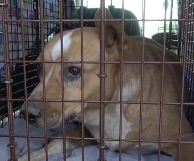 飼い主を亡くし庭に1年放置された犬　救出後、人との信頼関係を取り戻していく姿に胸打たれる