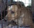 飼い主を亡くし庭に1年放置された犬　救出後、人との信頼関係を取り戻していく姿に胸打たれる