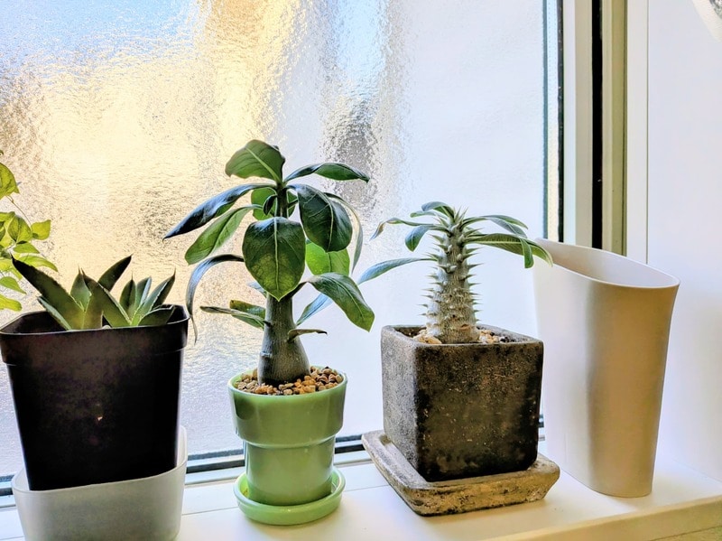 セリア　お部屋に馴染むコンパクトな水差し