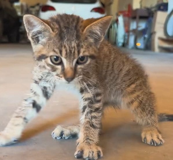 車にはねられ立ち上がれなかった子猫を保護 骨折の治療も乗り越えた現在の姿に「幸せになってほしい」