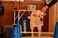 犬種は違っても動きはそっくり　「兄犬のジャンプの仕方」を真似して飛ぶ妹犬の可愛らしい姿