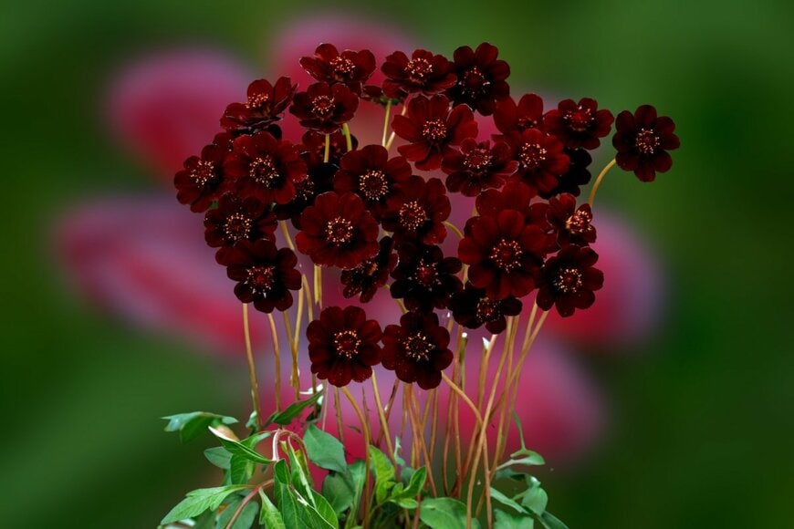 chocholate cosmos/shutterstock.com