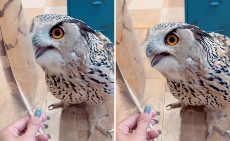 出所：＠yukkodawa