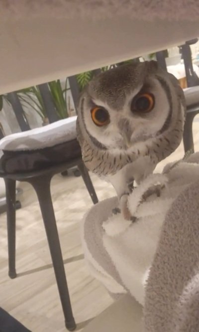 出所：@hiji.mozu_owl