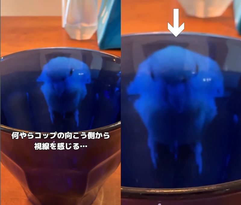 出所：@daiinkoteikoku_soraoto