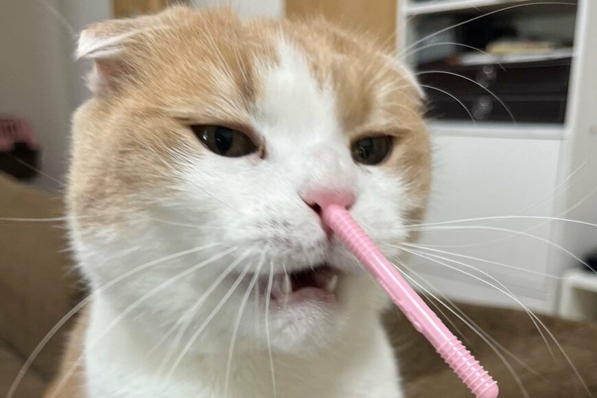 出所：@torotolo106106