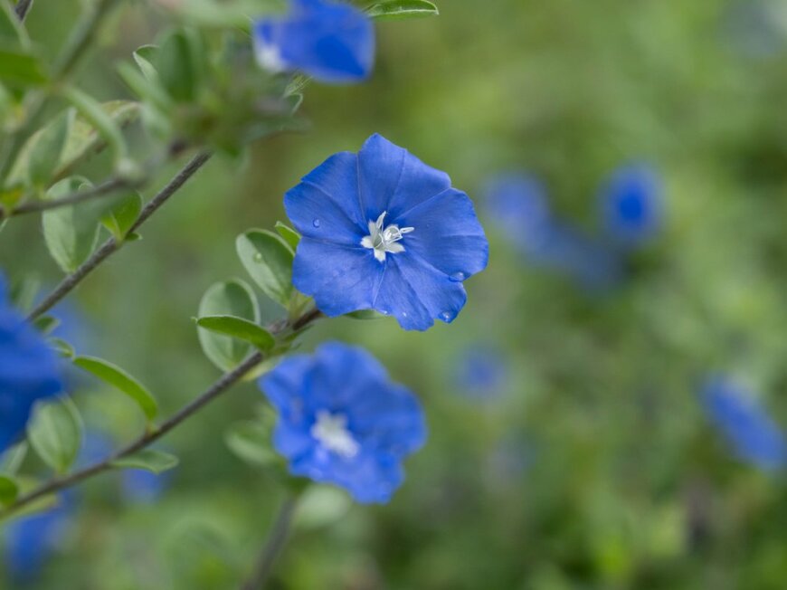 エボルブルス　F_studio/shutterstock.com