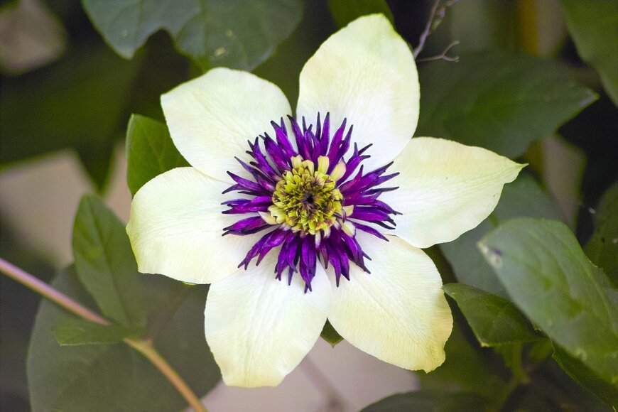 Ole Schoener/Shutterstock.com