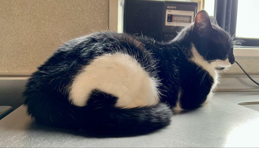 出所：@omochi_nam01