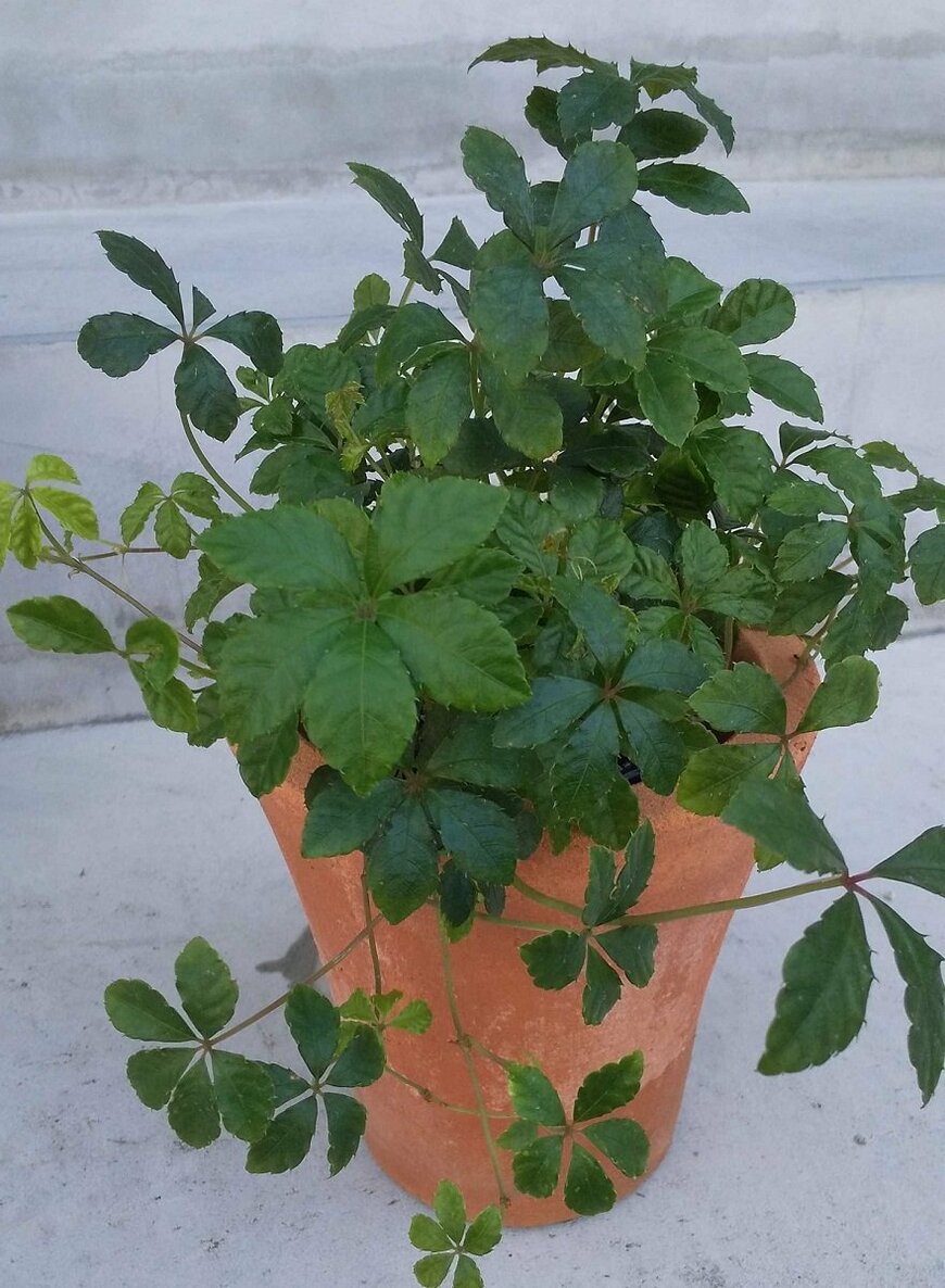 繊細で濃い緑の葉がかわいらしいシュガーバイン（著者撮影）