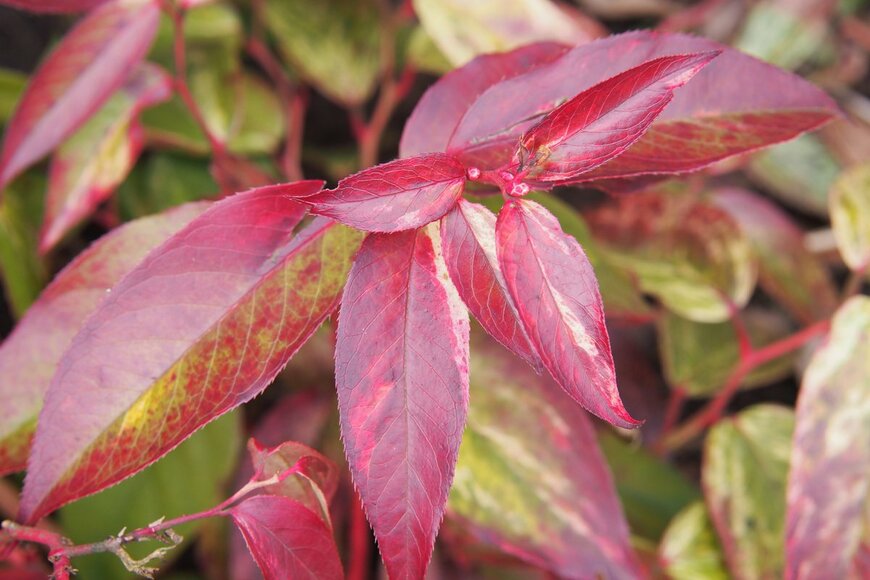 Anna Gratys/Shutterstock.com