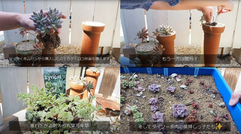 出所：@oliveandsucculentgarden