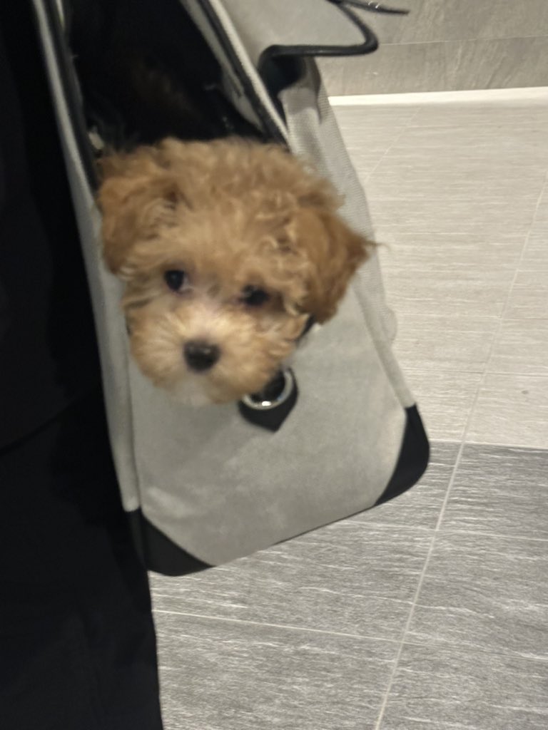 出所：@karage_toiu_inu