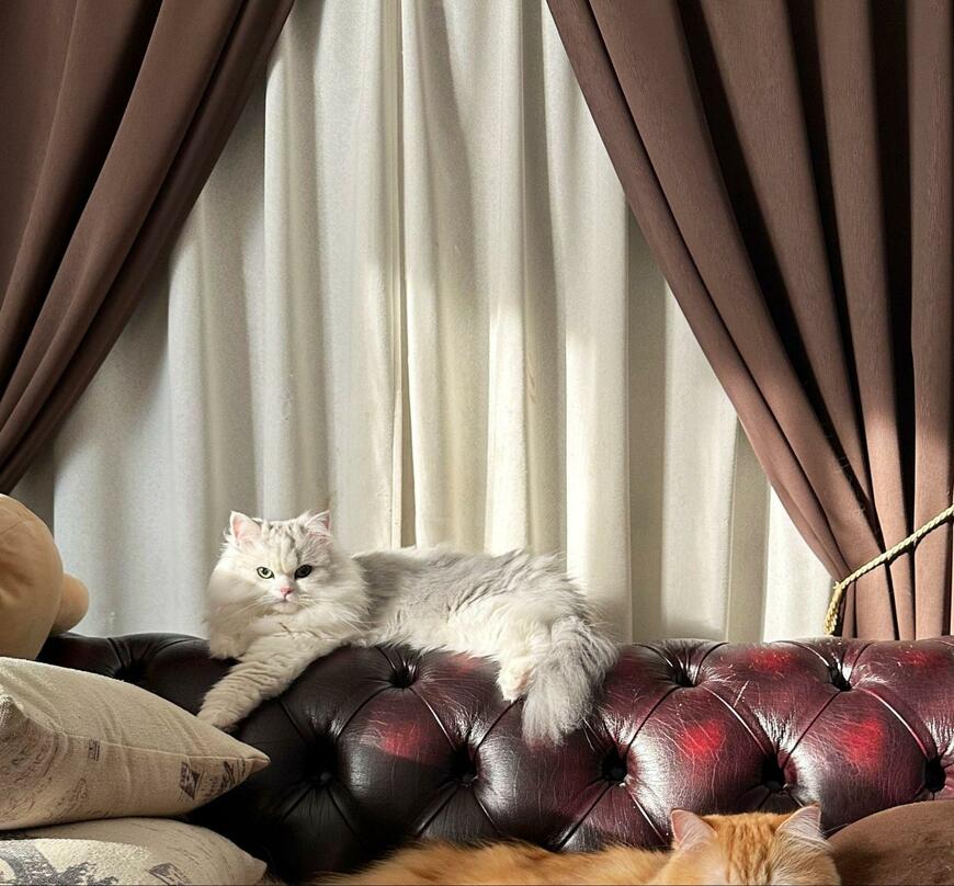 出所：@NEKOLAND13