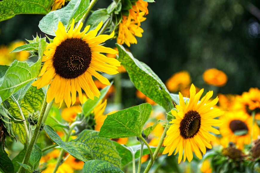 Obraz/Shutterstock.com