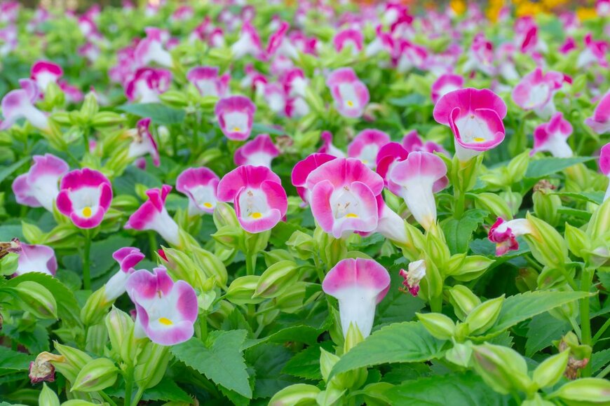 aimful/Shutterstock.com