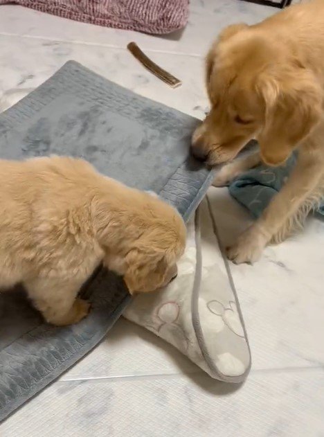 出所：@pu_channeldesu