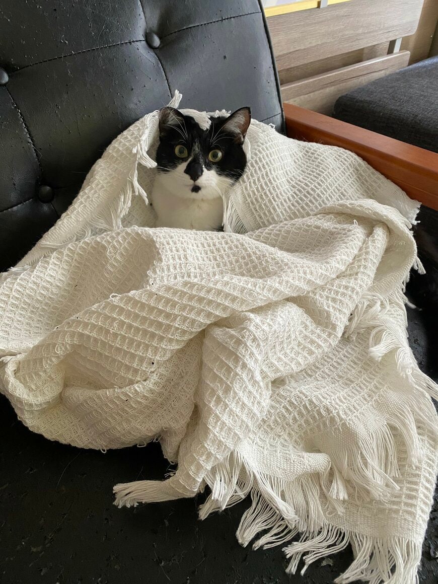 出所：@00shitemita