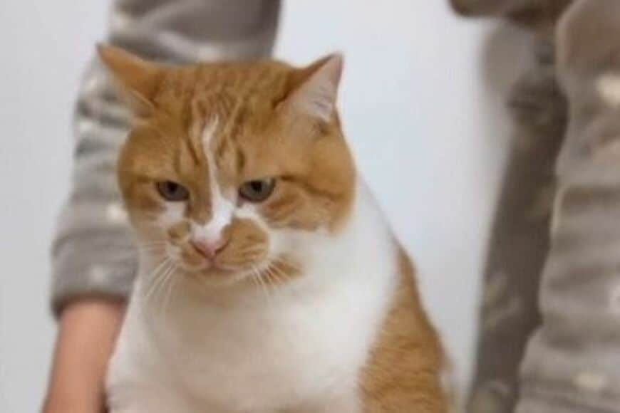 【もこもこ冬スタイル】元保護猫ちゃんのお散歩スタイルがキュート　「めちゃくちゃ可愛い」「あったかそう」