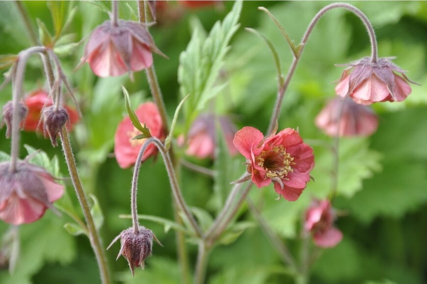 ahmydaria/Shutterstock.com