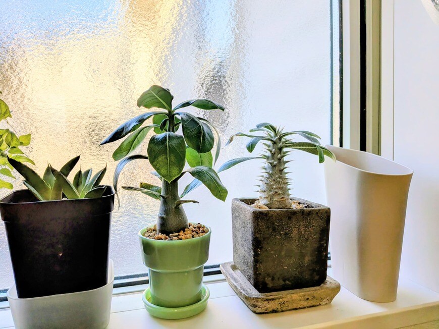 筆者撮影（セリア お部屋に馴染むコンパクトな水差し）