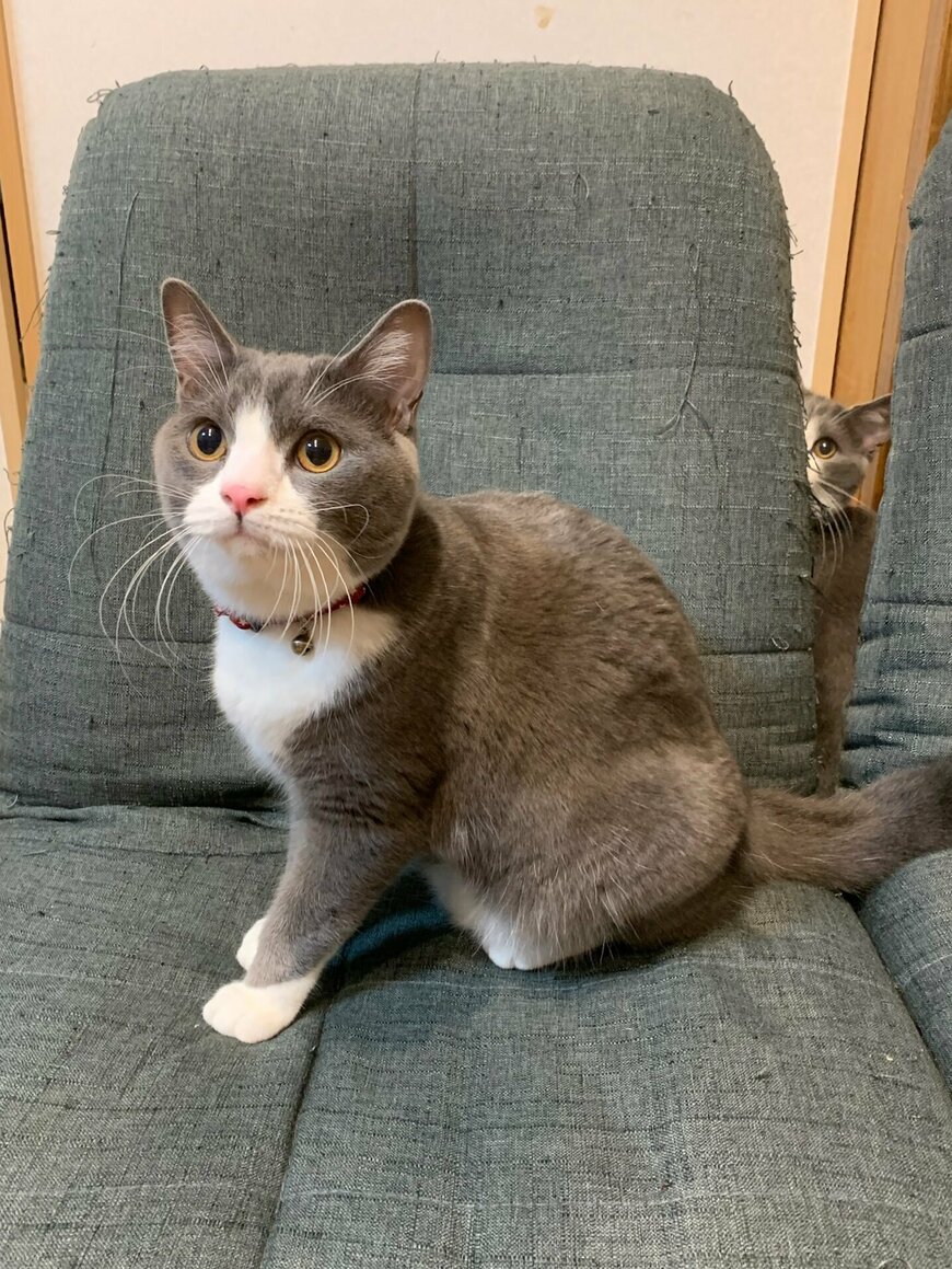 出所：@neko_wagaya