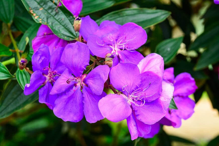 Shan 16899/Shutterstock.com