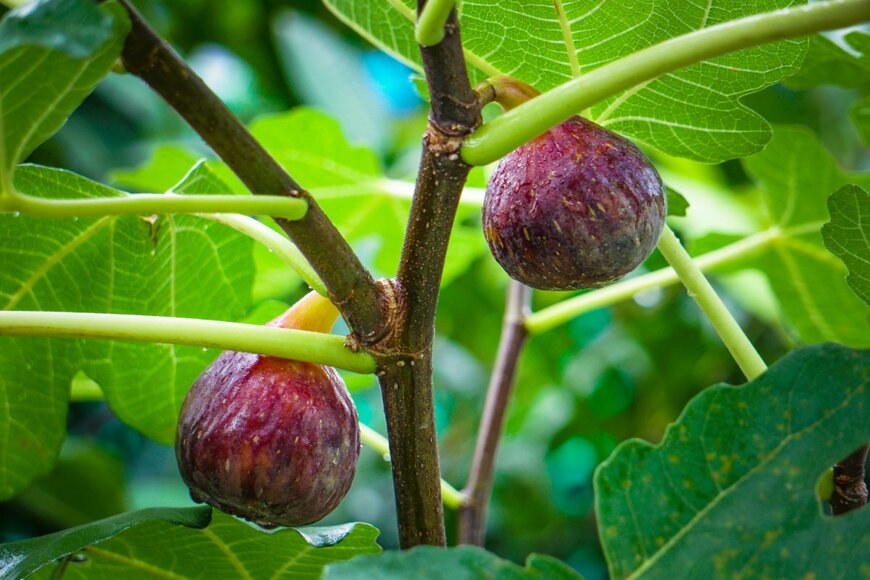 Monumasud/shutterstock.com