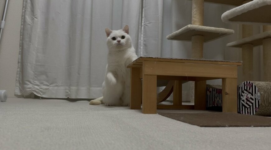 「ちょっと休憩」片手をついて休憩中の猫　人間味のある表情に思わず二度見