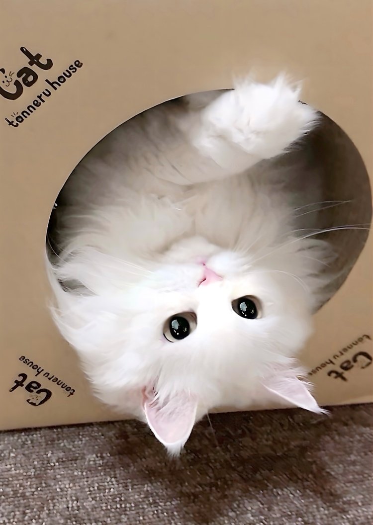 出所：@kochika222