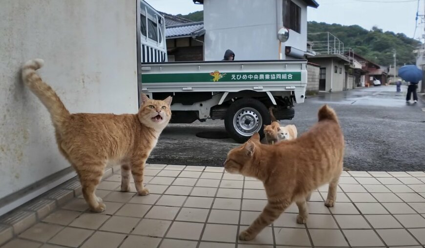 出所：@ImpressedCatVideo