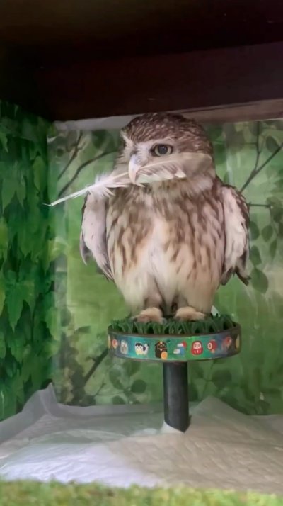 【羽をくわえたフクロウ】羽で謎の遊びをするフクロウさん…「キリッ」と振り向いた顔が笑いを誘う