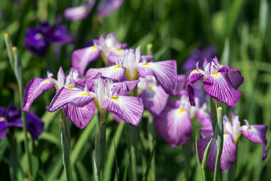 TOMO/Shutterstock.com