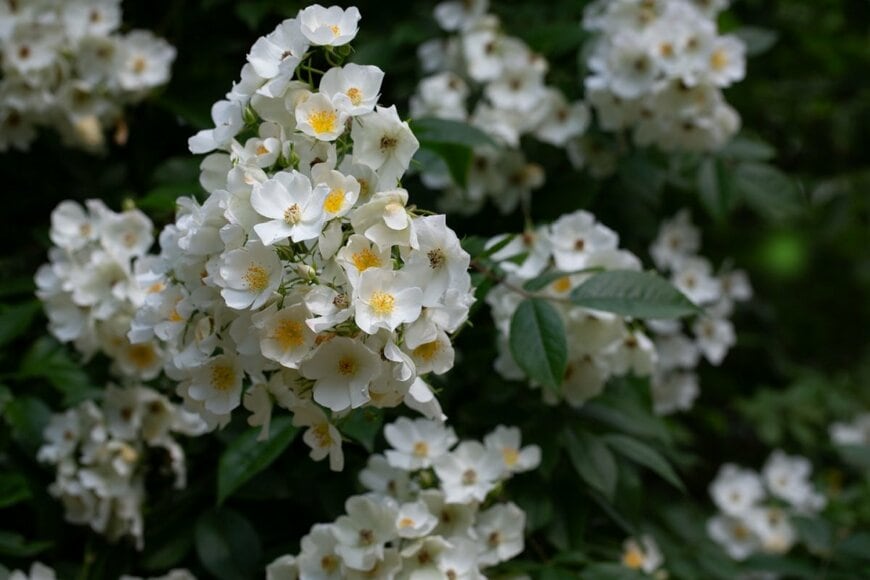 AnnaNel/shutterstock.com