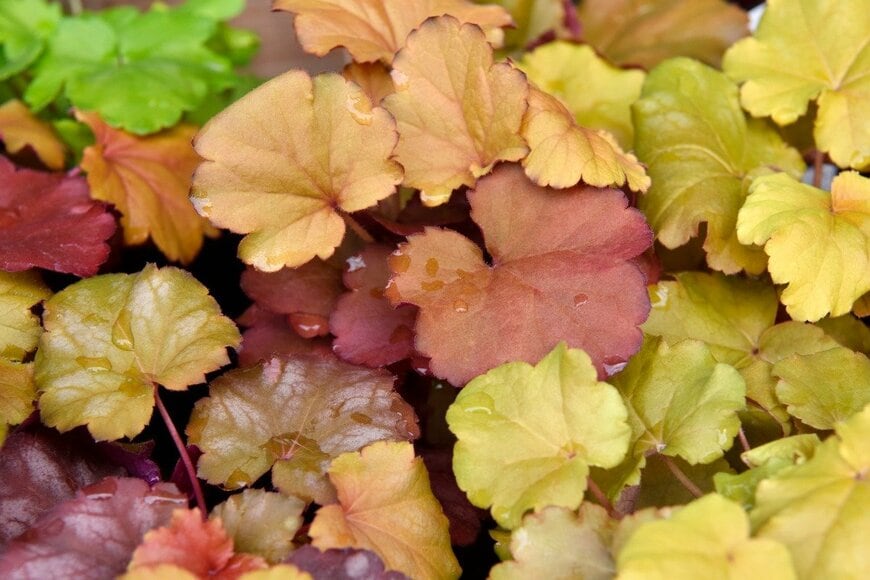 Orthosie/istockphoto.com